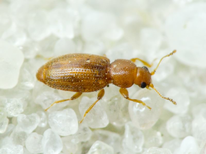 Corticarina truncatella (Mannerheim, 1844)